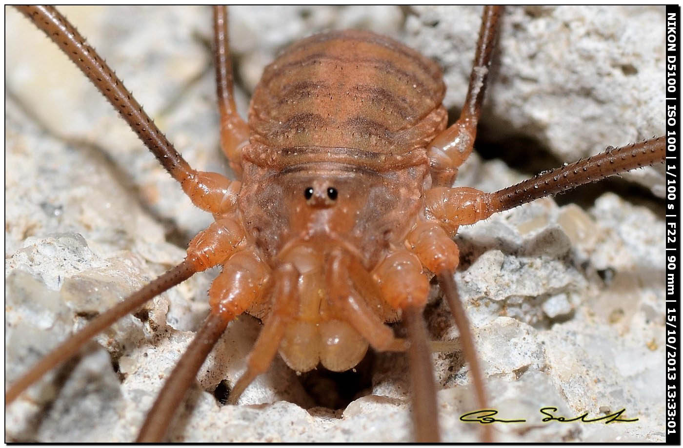 Opilio sp.